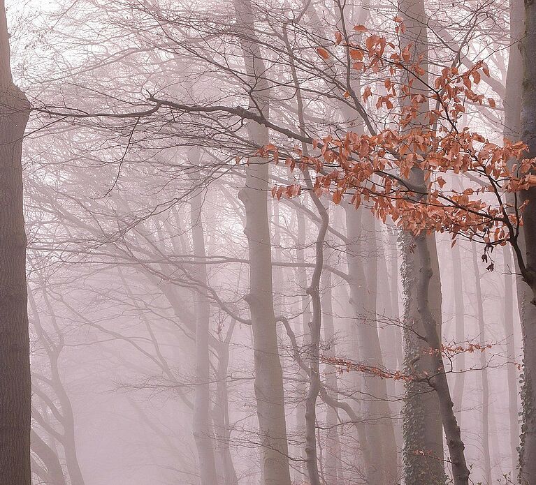 Concours de Poésie du 1er septembre au 15 décembre - Thème "Forêt"